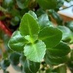 Kalanchoe crenata Leaf