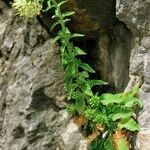 Campanula petraea その他の提案