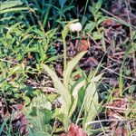 Cypripedium passerinum Blüte