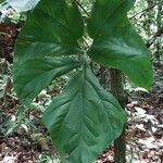 Cercestis kamerunianus Hoja