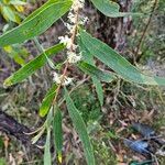 Hakea salicifolia Flower