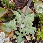 Senecio articulatus Blatt