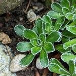 Saxifraga paniculata Blad