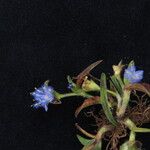 Cyanotis vaga Yeri