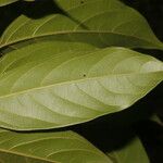 Nectandra belizensis