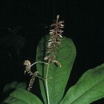 Panopsis sessilifolia Habitatea
