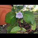 Gloxinia perennis Blad