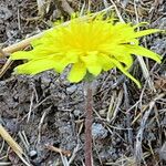 Taraxacum serotinum Flor