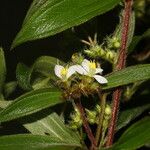 Tibouchina longifolia Kvet