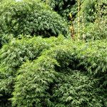 Bambusa vulgaris Хабит