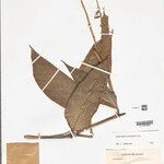 Ischnosiphon puberulus Hoja