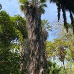 Washingtonia filifera Лист