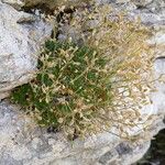 Draba dubia Flor