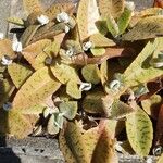 Kalanchoe gastonis-bonnieri Ліст
