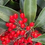 Skimmia japonica برگ