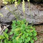 Heuchera cylindrica Leaf