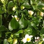 Exacum affine Flower