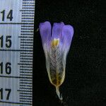 Hygrophila auriculata Blomst