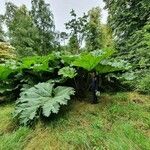 Gunnera tinctoriaЛист