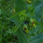 Cerinthe glabra Flor