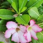 Adenium obesum 整株植物