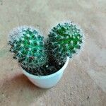 Mammillaria spinosissima Листок