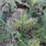 Caucalis platycarpos Fruit