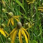 Ratibida pinnata Blomst