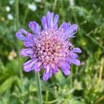 Knautia arvensisFleur