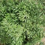 Tanacetum cinerariifolium Hoja