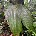 Asplundia insignis Hoja