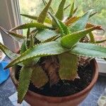 Aloe maculata Leaf