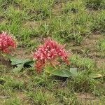 Ammocharis tinneana Flower