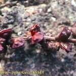 Atriplex glabriuscula Outro