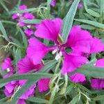 Clarkia pulchella Květ
