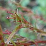 Lythrum tribracteatum 葉