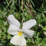 Viola calcarata Flor