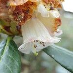 Rhododendron arizelum Flower