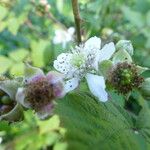 Rubus camptostachys