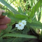 Caperonia castaneifolia Blomst