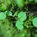 Sibthorpia europaea Leaf