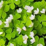 Oxalis acetosella Leht