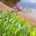 Vicia americana Цветок