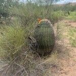 Ferocactus wislizeni برگ