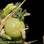 Astragalus armatus Fruit