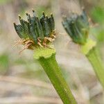 Caltha leptosepala Blomma