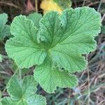 Pelargonium × asperum ഇല