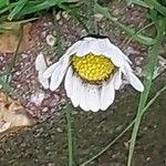 Leucanthemopsis alpina Flower