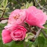 Malus floribunda (japanesse crabapple)Flower