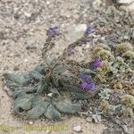 Echium bonnetii Облик